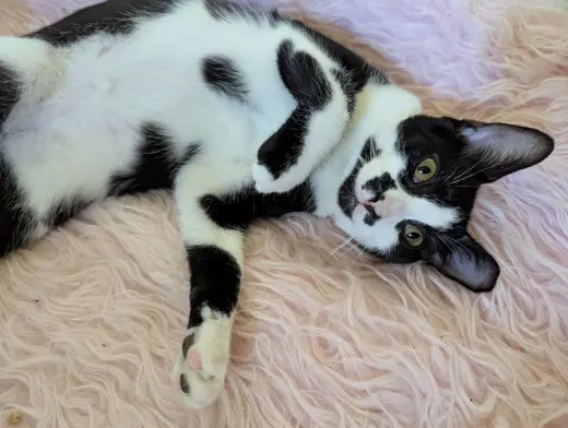 Oreo