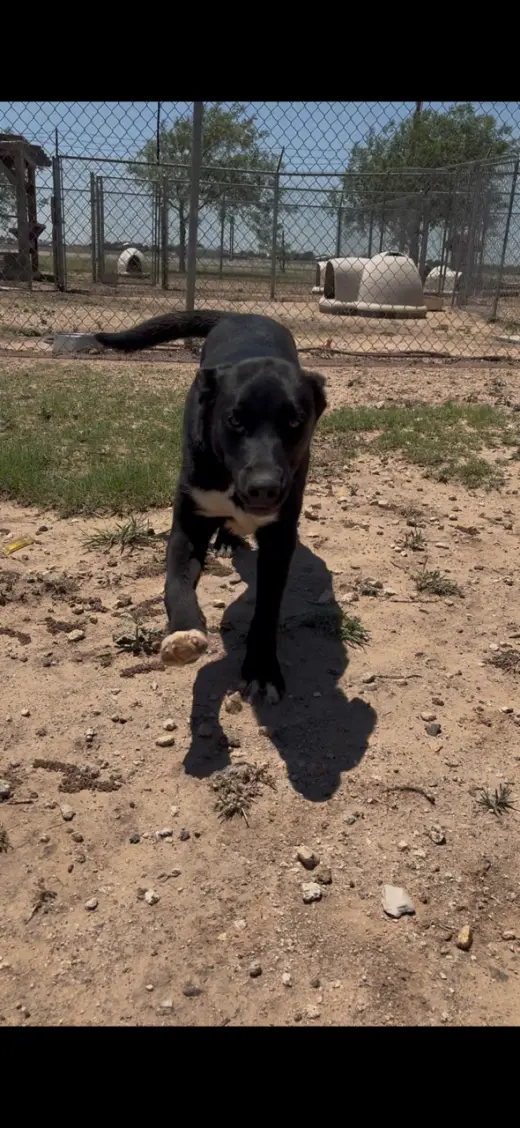 Maverick