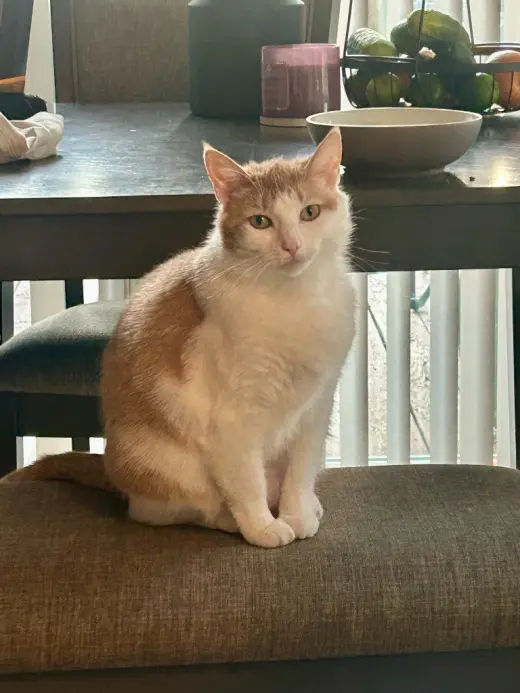 Pumpkin