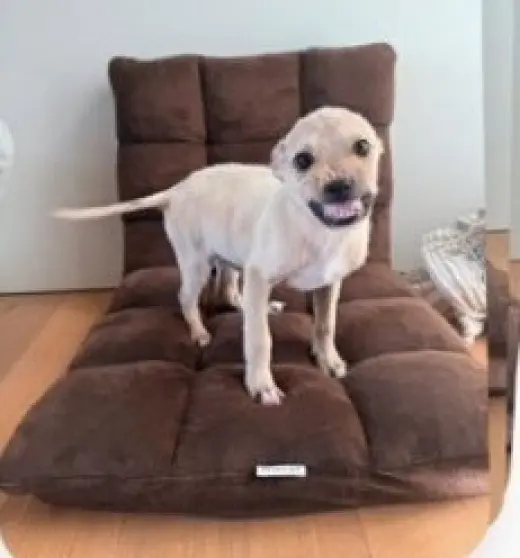 Smiley