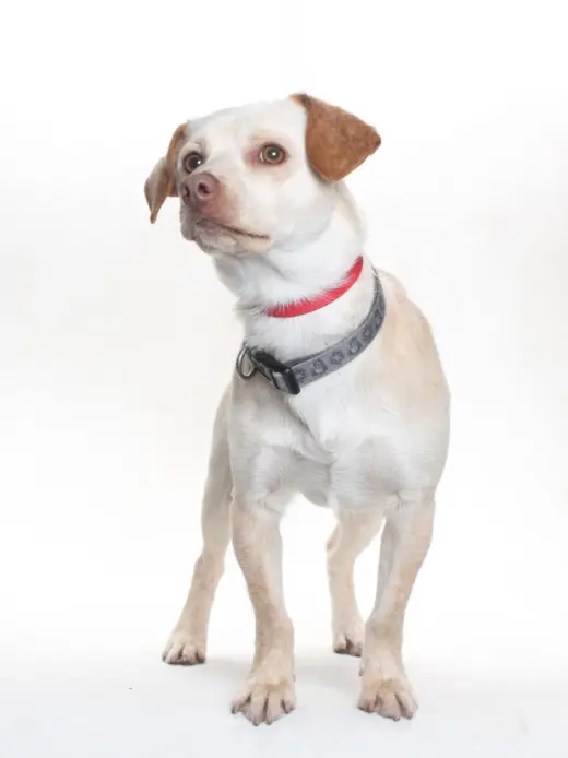 CHICO