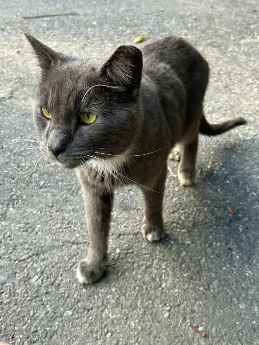 PawPaw