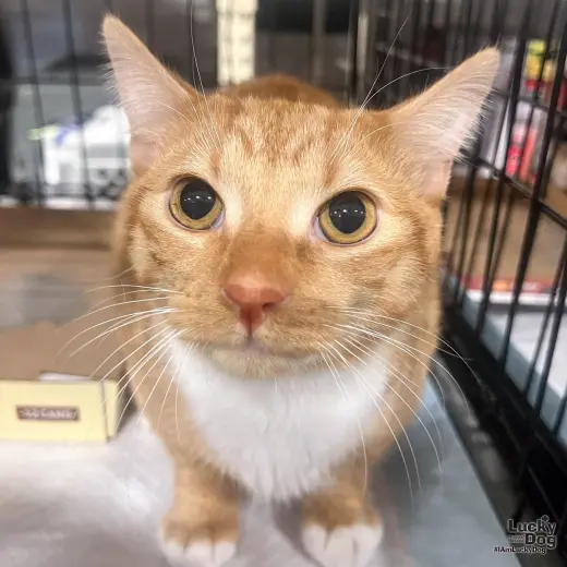 Chester
