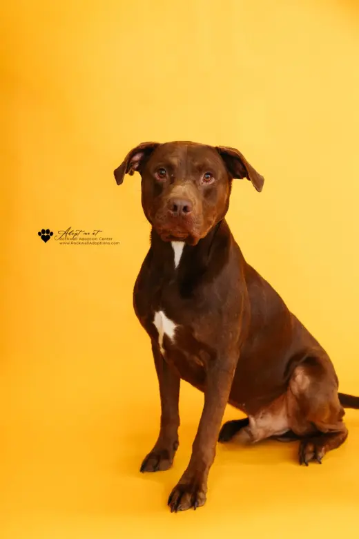 Chopo-$75 Adoption Fee! Diamond Dog!