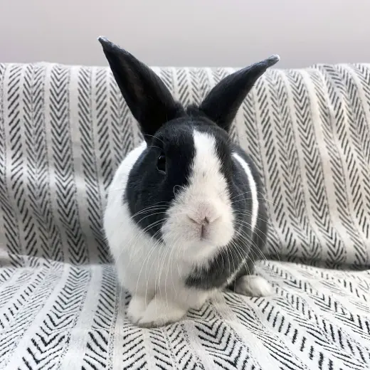 Sal