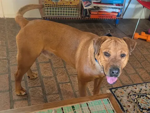 SCOOBY