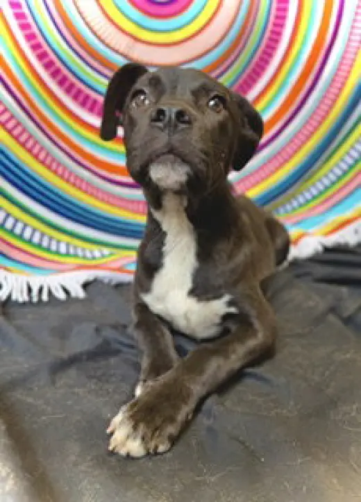 Princeton (Prince)- Puppy #2 (OS #1/2026)