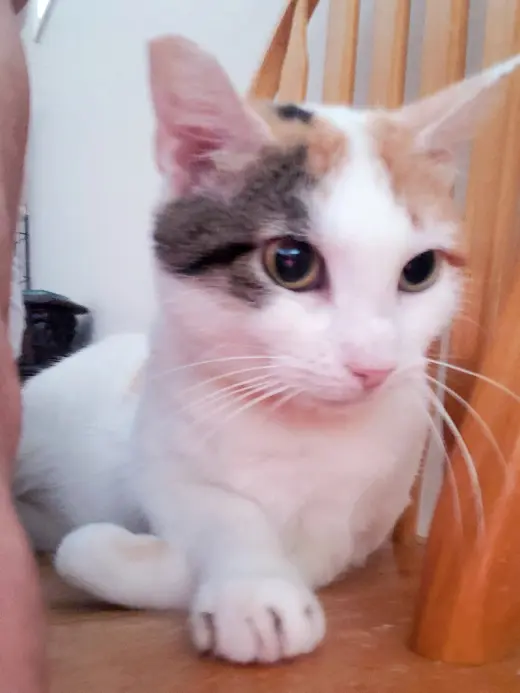 Julieta