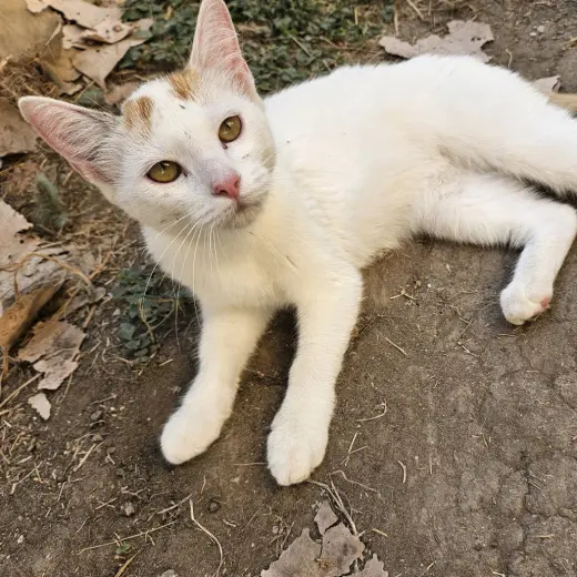 Lechita (New Digs)
