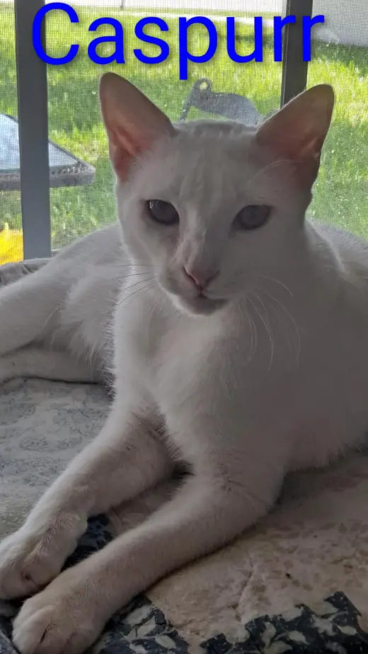Caspurr (8495)