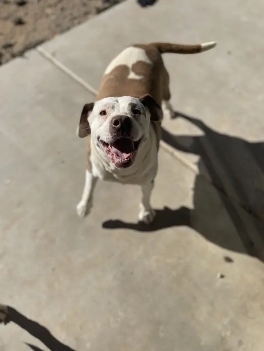 CALI #5