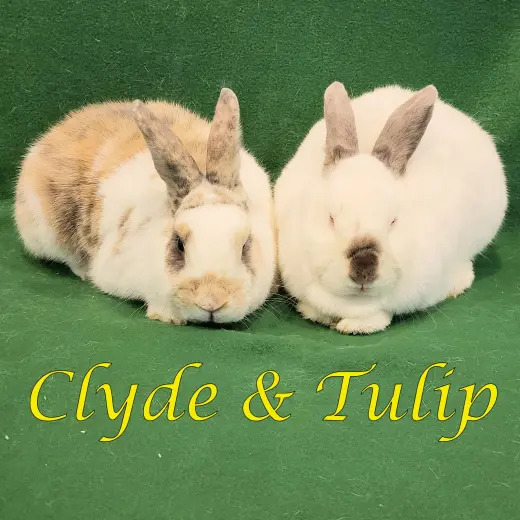 Clyde (bonded to Tulip)