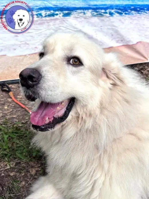 Nash