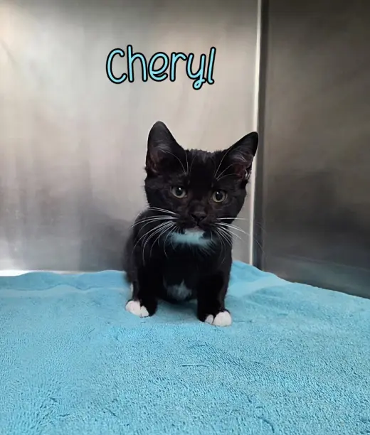 Cheryl