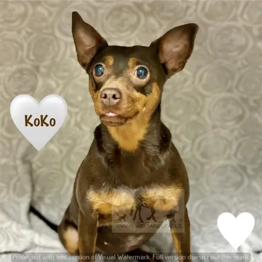 KOKO