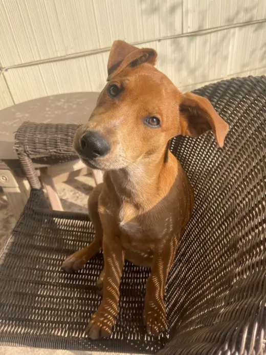 Missy aka Trixie