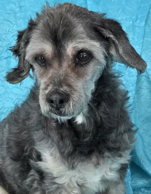 Chewy