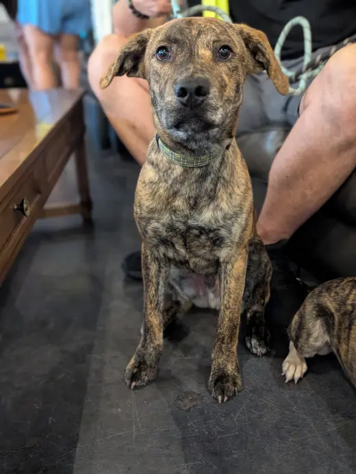 Tank (Darla's litter)