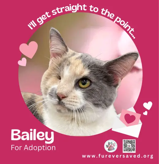 Bailey