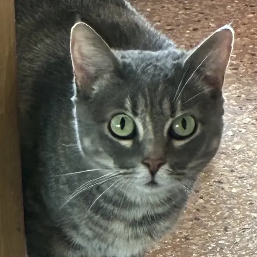 Freya