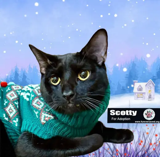 Scotty