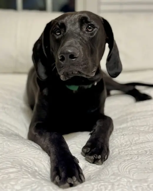 Comet (Winter Wonderland Litter)