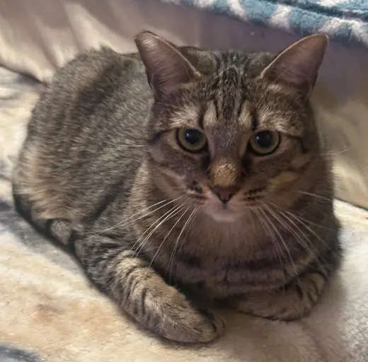 Skip