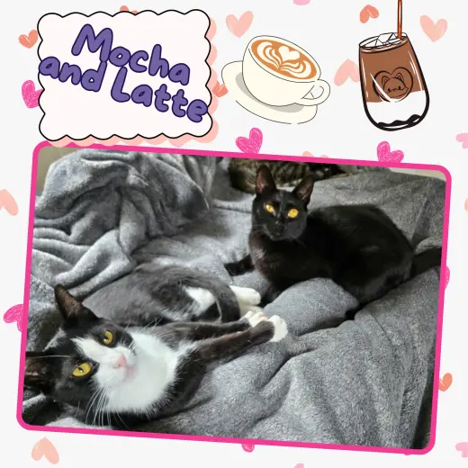 Mocha and Latte