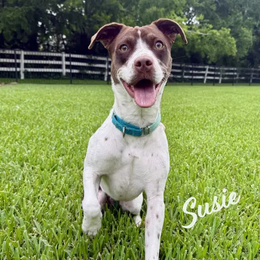 Susie #lovebug-extraordinaire