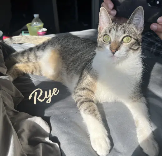 Rye #sister-of-Milly