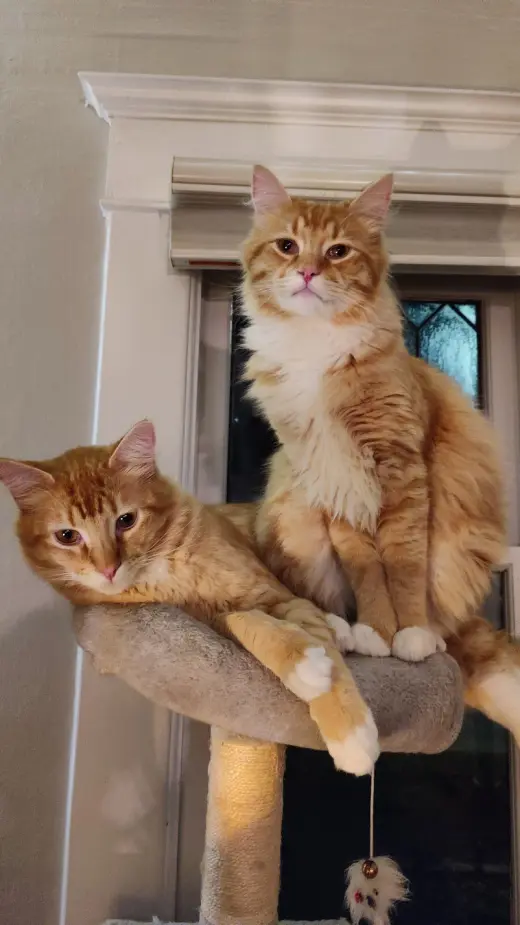MIKEY & LEO 1778A- Offered by Owner - Bonded Boys