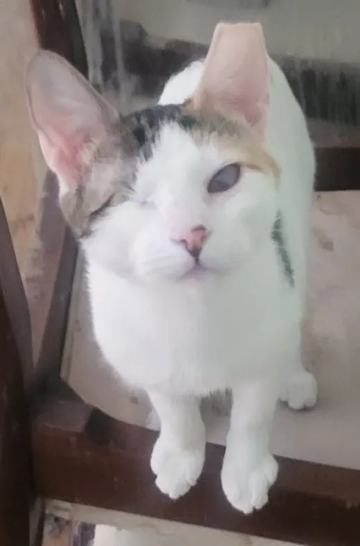 Sparkle (Bonded with Twinkle)