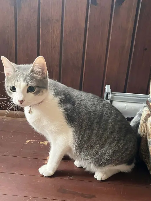 Penny