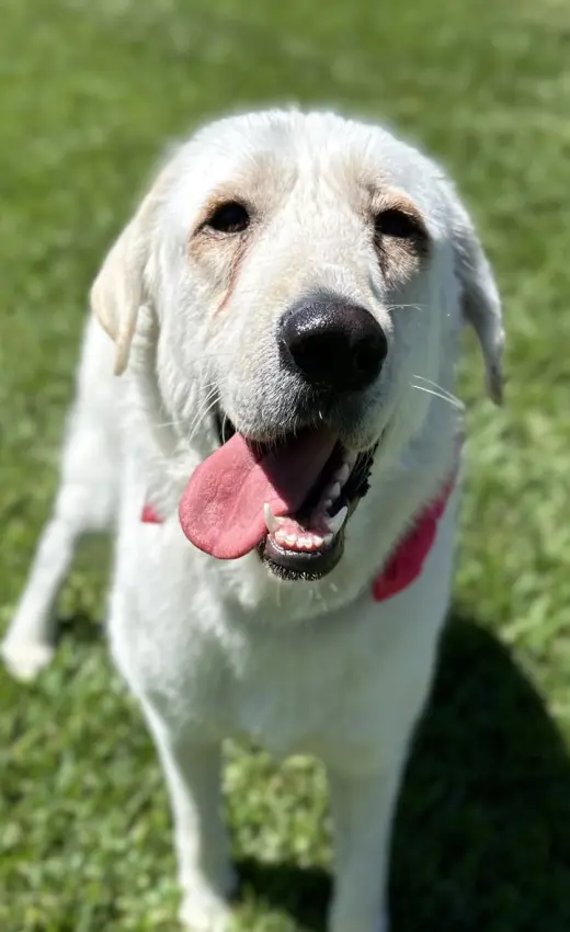 Elsa