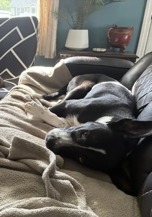 Horace (Bessie Litter)