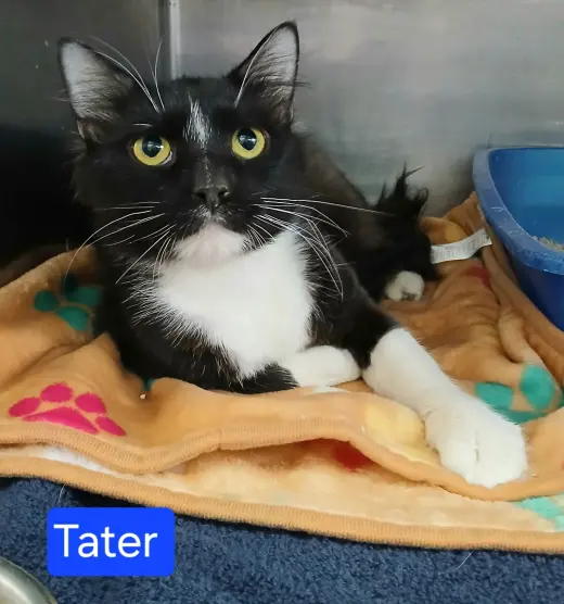 Tater