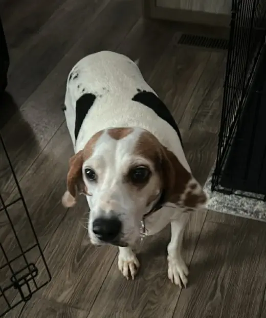 Sadie  *Adoption Pending*