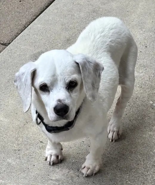 Shiloh