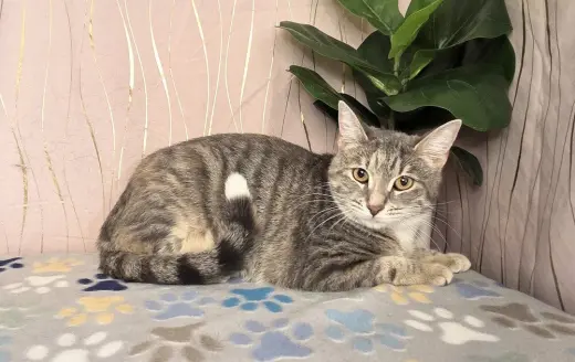 Sugar