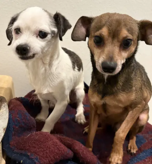 Mable & Oliver