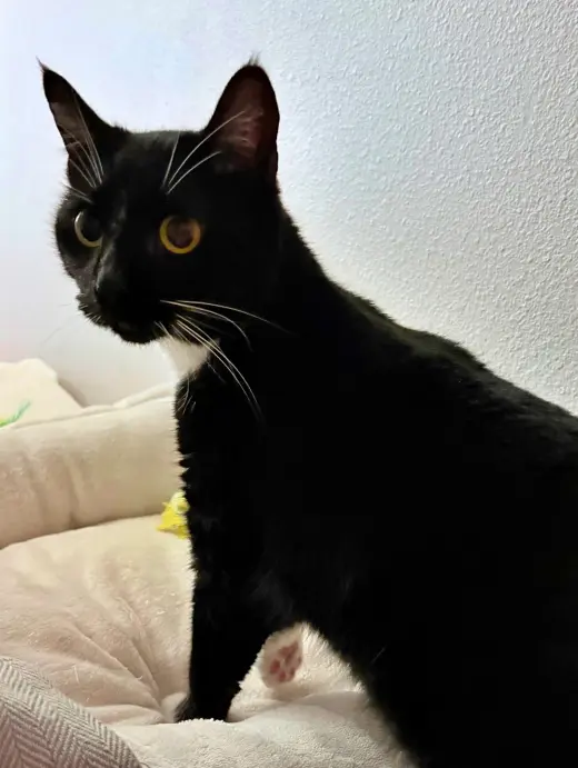 MARINA - Would love a friendly cat buddy!