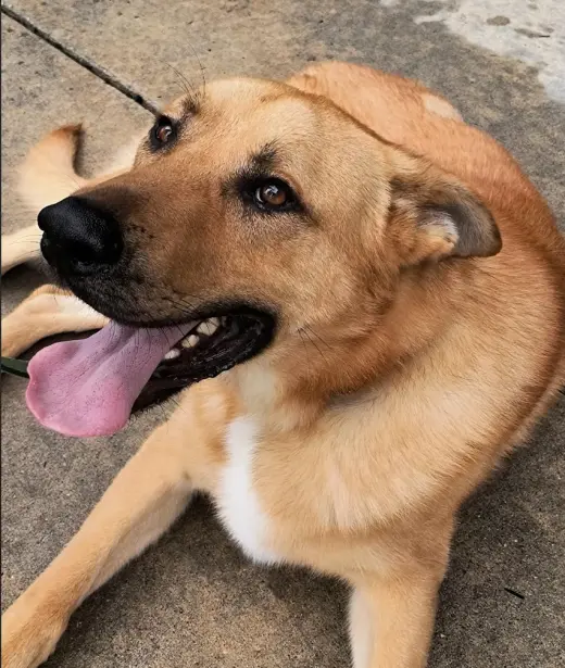 Bodie