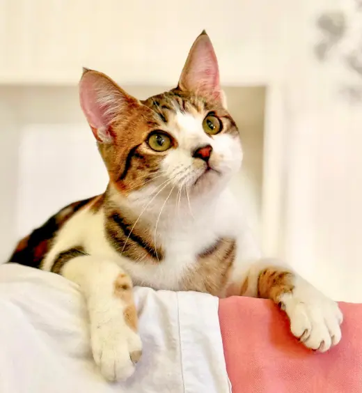 Moon Pie (bonded with Bubu)