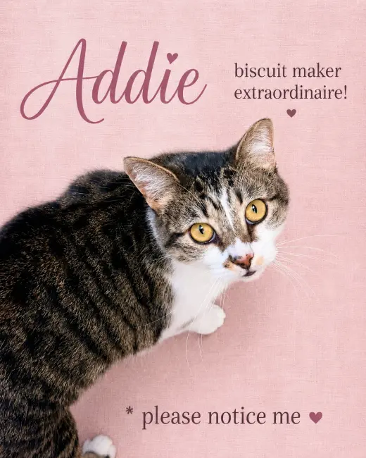Addie (FCID#12/29/2025 - 421) Willow Grove