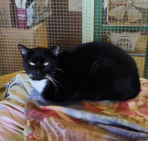 Pia
