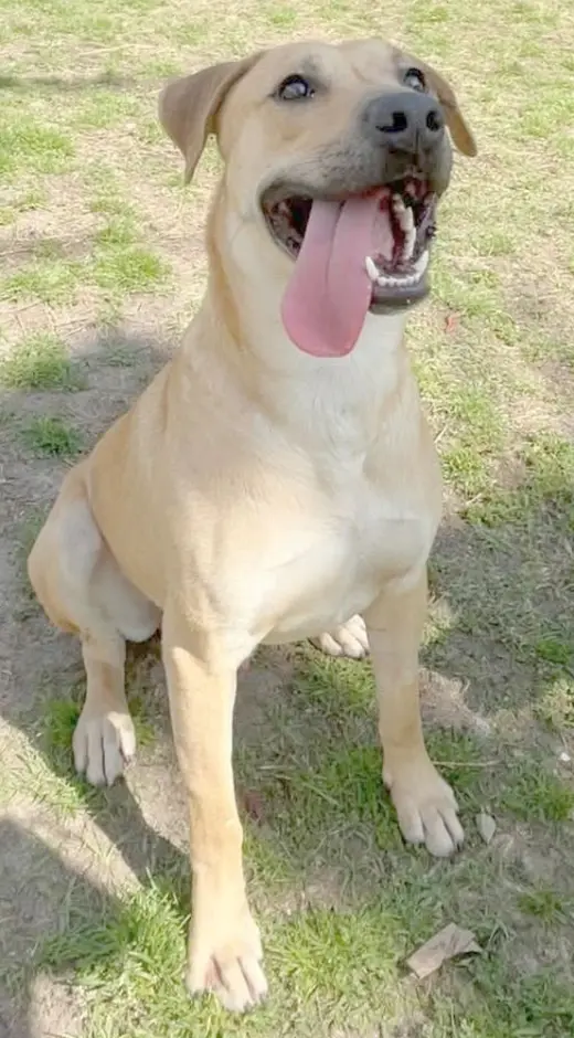Rufus