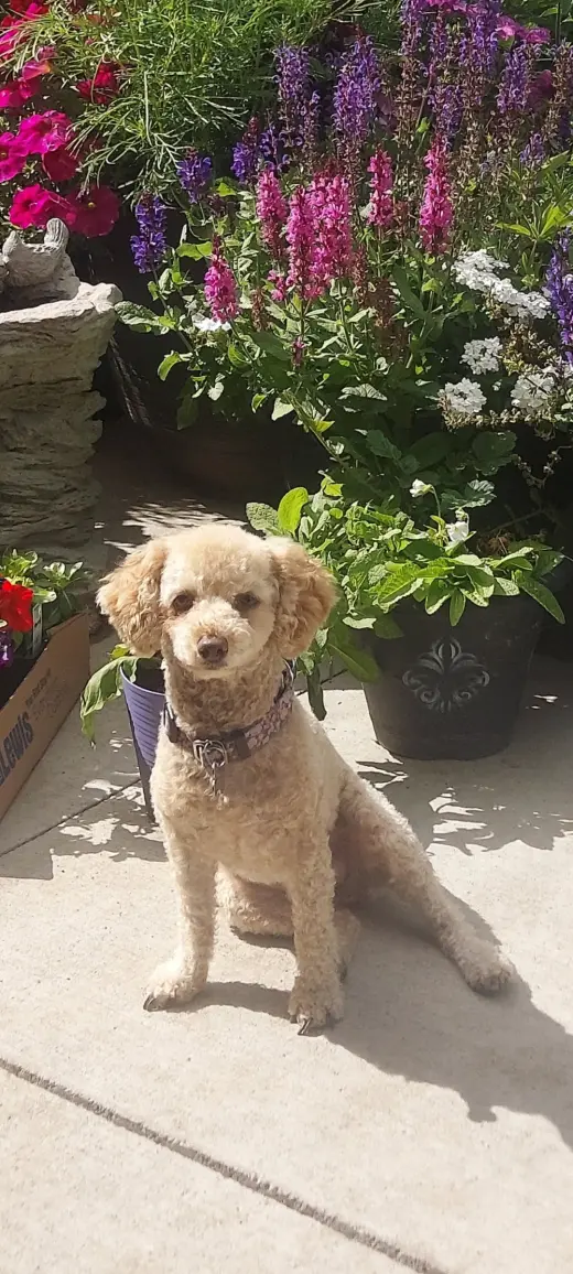 Reba
