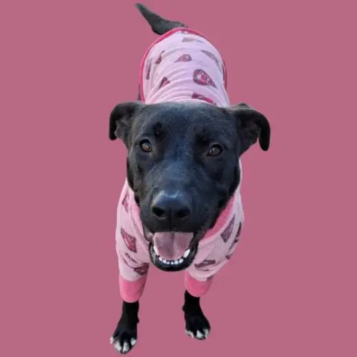 NALA