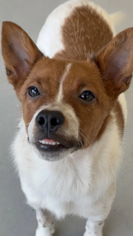Brody #6265
