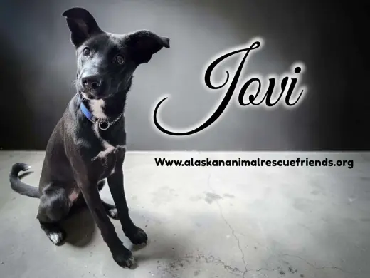 Jovi